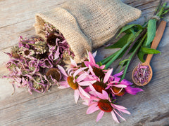 Echinacea Fights the Flu